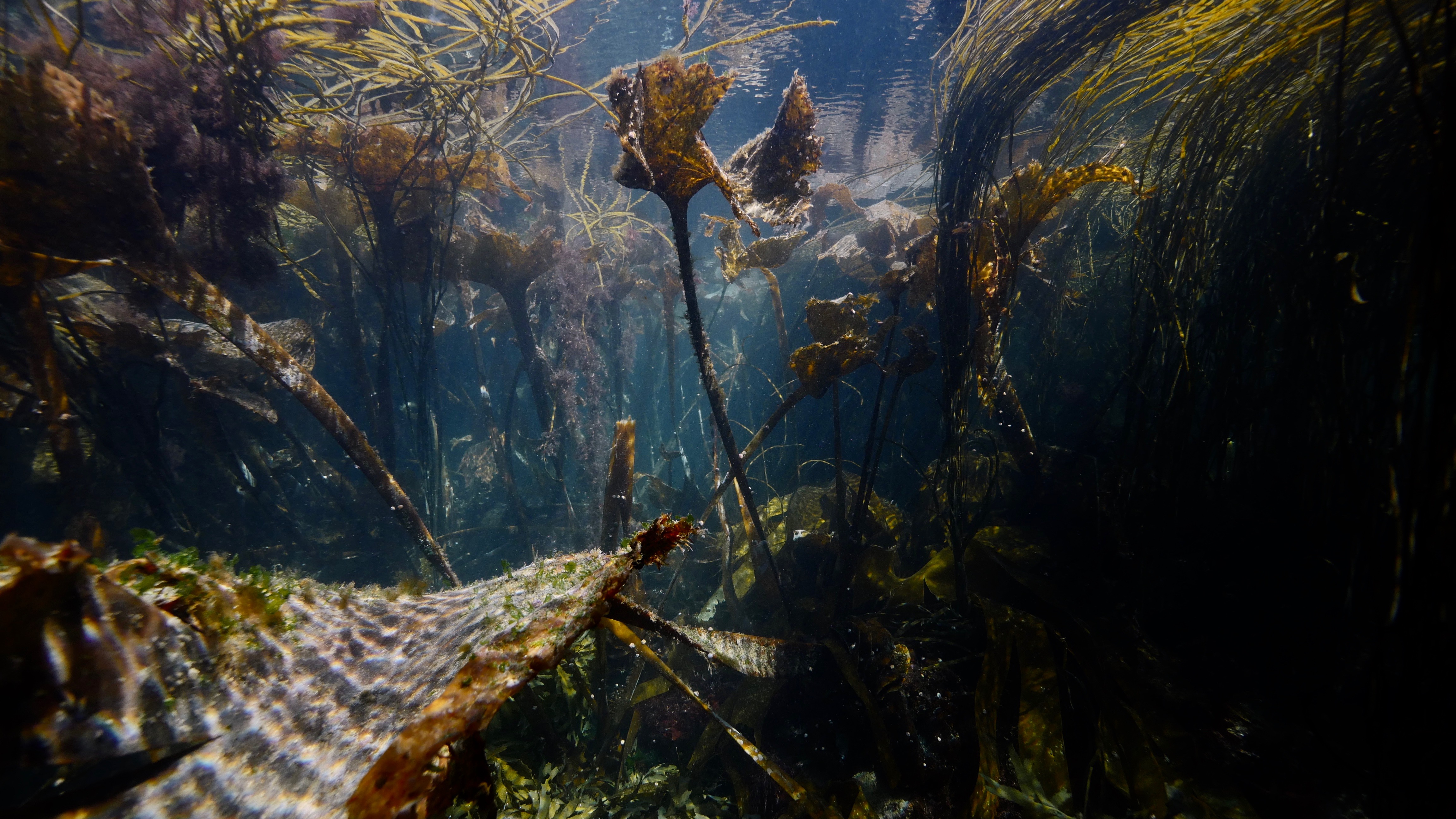 Underwater forest